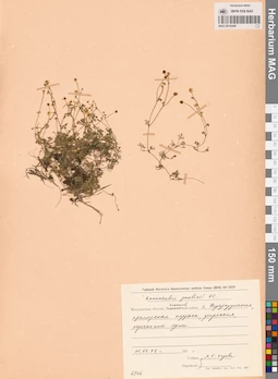 MAG 0016449