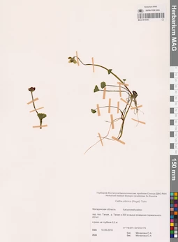 MAG 0016463