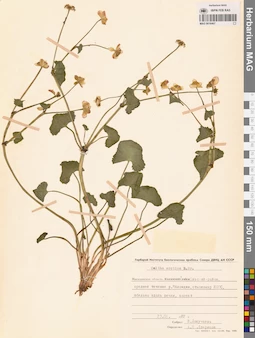 MAG 0016467