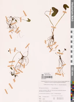 MAG 0016474
