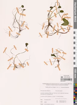 MAG 0016475