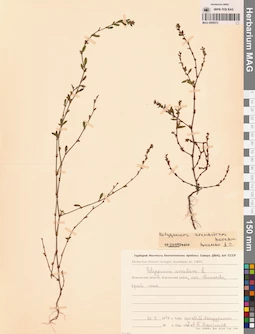 MAG 0009572