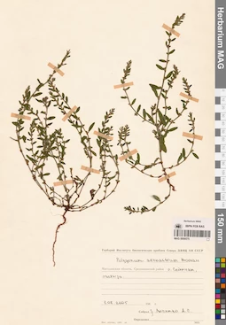 MAG 0009575