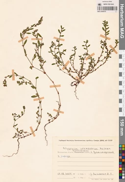 MAG 0009579