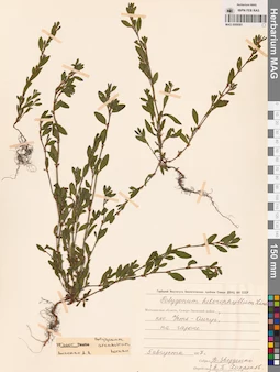 MAG 0009581