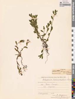 MAG 0009583