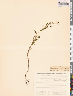 MAG 0009584
