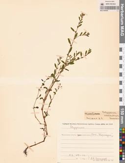 MAG 0009585