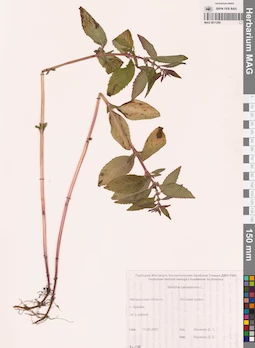 MAG 0011269