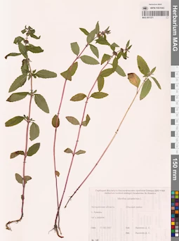 MAG 0011271