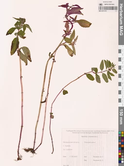 MAG 0011272