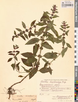 MAG 0016679
