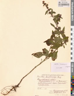 MAG 0016680