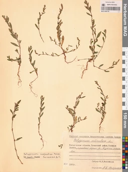 MAG 0009736