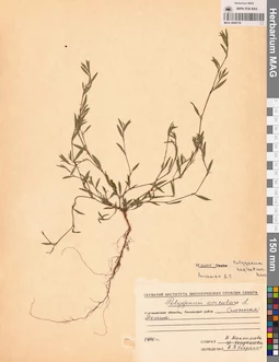 MAG 0009739