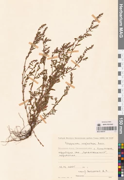 MAG 0009747