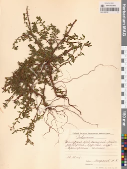 MAG 0009752