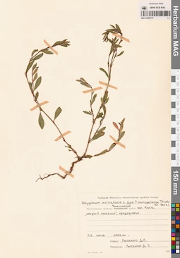 MAG 0009757