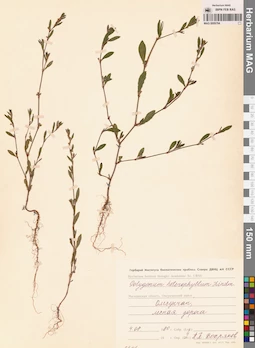 MAG 0009764