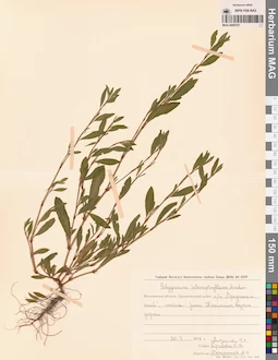 MAG 0009767