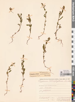 MAG 0009773