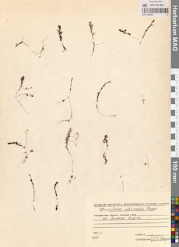 MAG 0002469