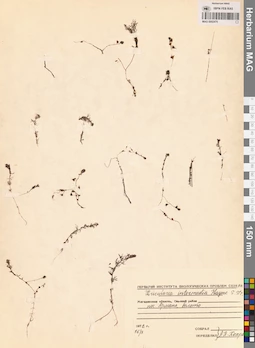 MAG 0002470