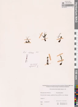 MAG 0002519