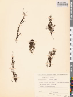 MAG 0002546