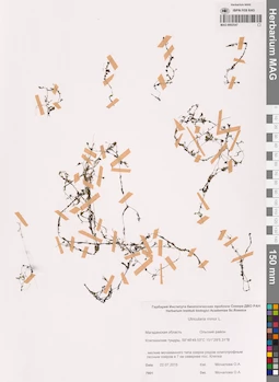 MAG 0002547