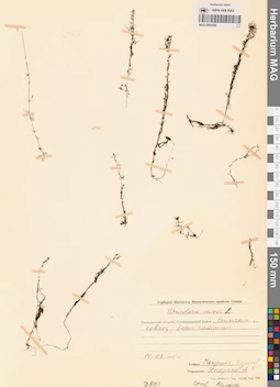 MAG 0002590