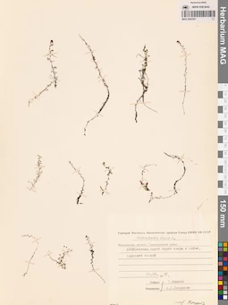 MAG 0002591