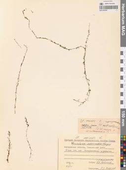 MAG 0002592
