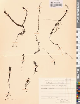 MAG 0002595