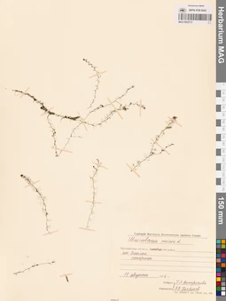 MAG 0002713