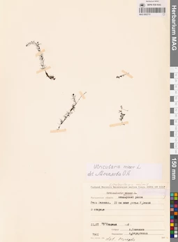 MAG 0002715