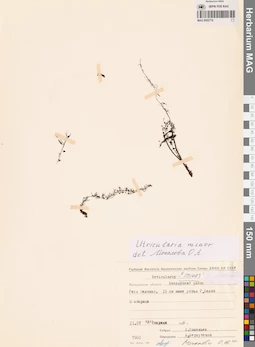 MAG 0002716