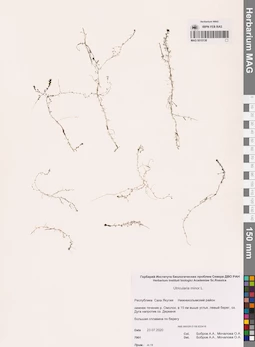 MAG 0010138