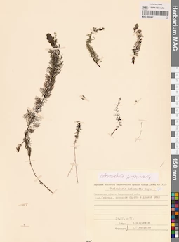 MAG 0002407