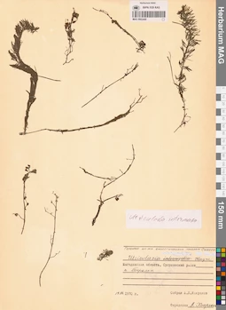 MAG 0002408