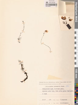 MAG 0002409