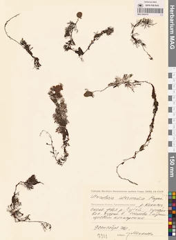 MAG 0002410