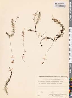 MAG 0002418