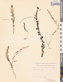 MAG 0002425