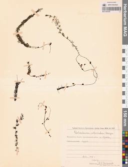 MAG 0002426