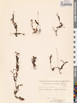 MAG 0002461