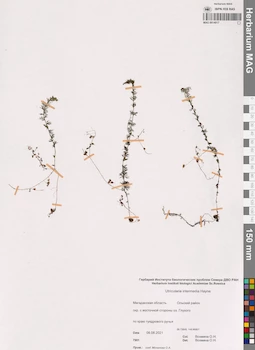 MAG 0014017