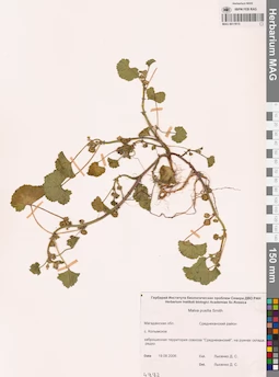 MAG 0011015