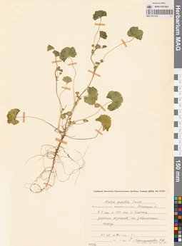 MAG 0011016