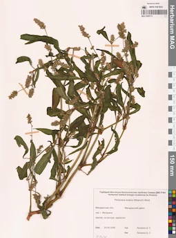 MAG 0009712